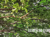 湖南師范大學(xué)2023年報名條件、招生要求、招生對象
